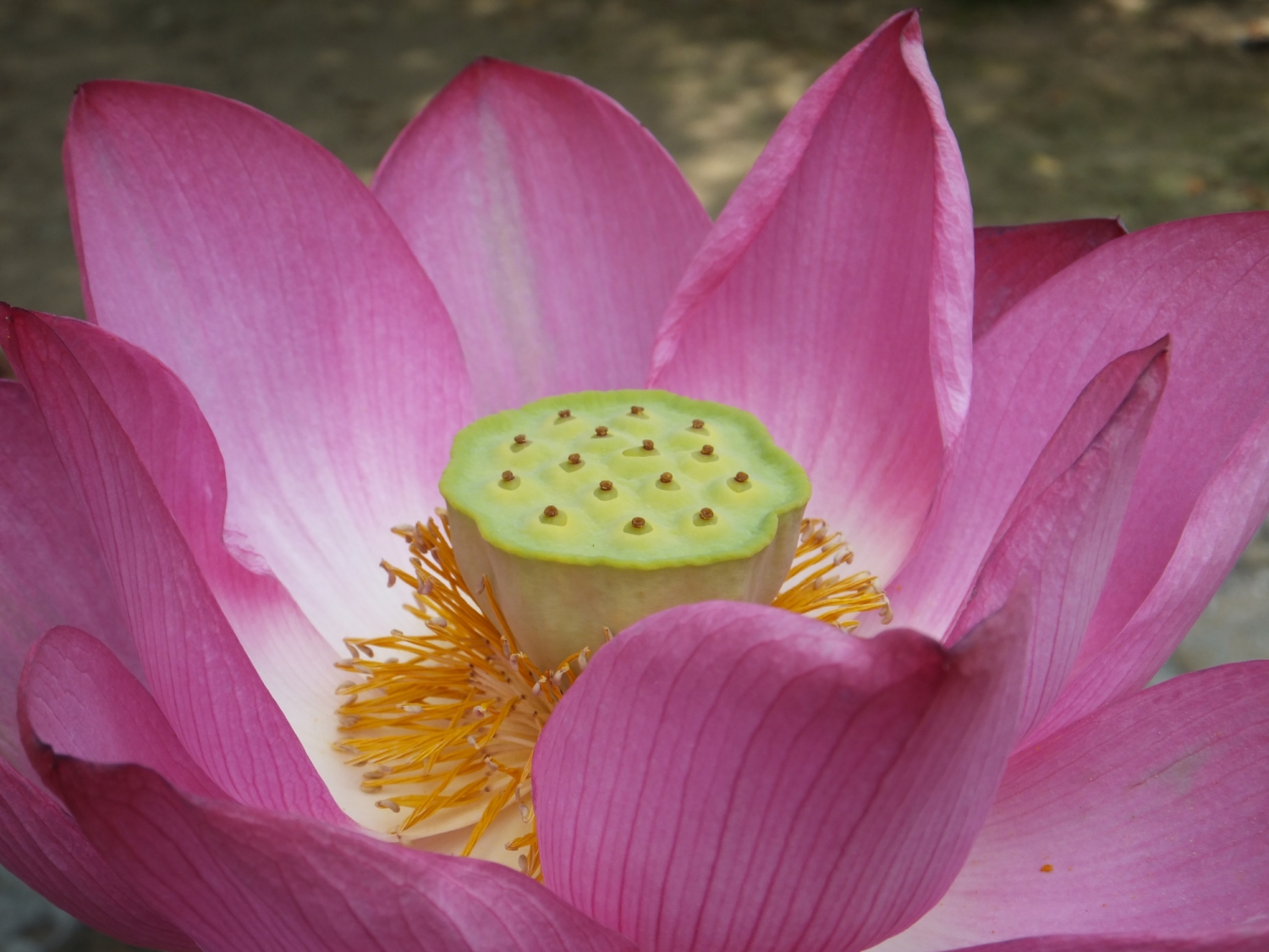 lotus